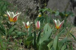 Tulipa kaufmanniana2